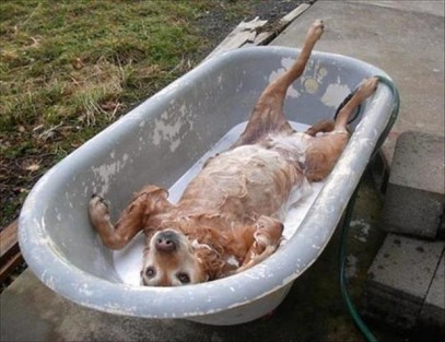 funny-dog-bath2.jpg