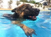 Duke taking a dip - taken by Heather Cobbett