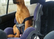 Sara safely buckled up. By Chontelle Booker
