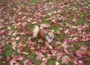 Rusty playing in the leaves- taken by Starzi Robertson