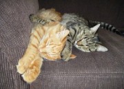 Riley and Ally have a cat nap- Taken by Amy Kellam