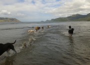 The dogs at Kakamatua - taken by Tanya Bennetto