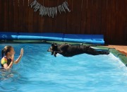Nala diving into the pool - taken by Albert Apanui