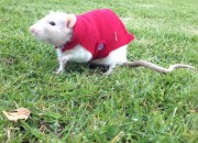 Snoopy the rat - taken by Dione McCallum